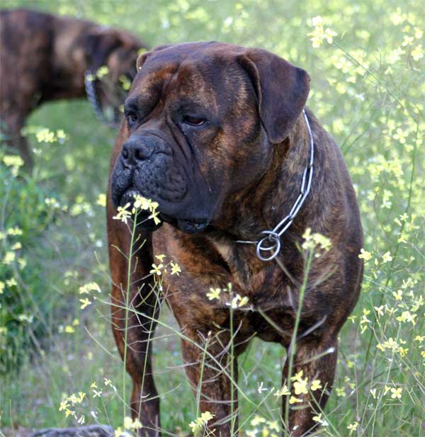 Proximas camadas de  Castro-Castalia Bullmastiffs