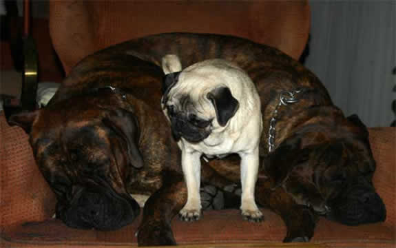 Que Gorda, Gomez y Mini de Castro-Castalia Bullmastiffs