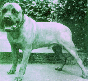 Как выглядели первые бульмастифы Bullmastiff_grandparade