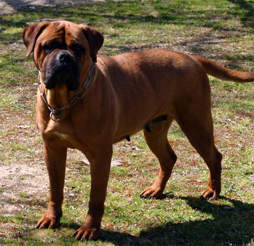 Gestacion de una hembra, Quiero Hacer Criar a mi Perra, Castro-Castalia Bullmastiffs