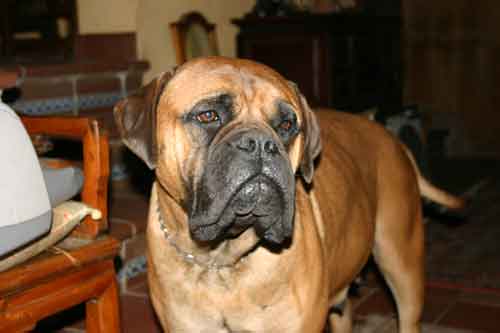 Castro-Castalia Bullmastiffs