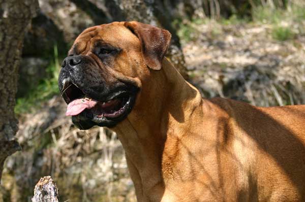 My Idea of a Bullmastiff, Castro-Castalia Bullmastiffs