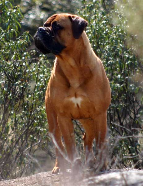 Castro-Castalia Bullmastiffs