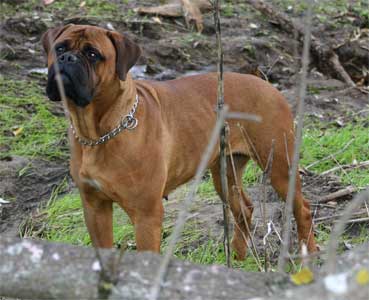 Hot spots, Acute Moist Pyoderma, Castro-Castalia Bulmastiffs