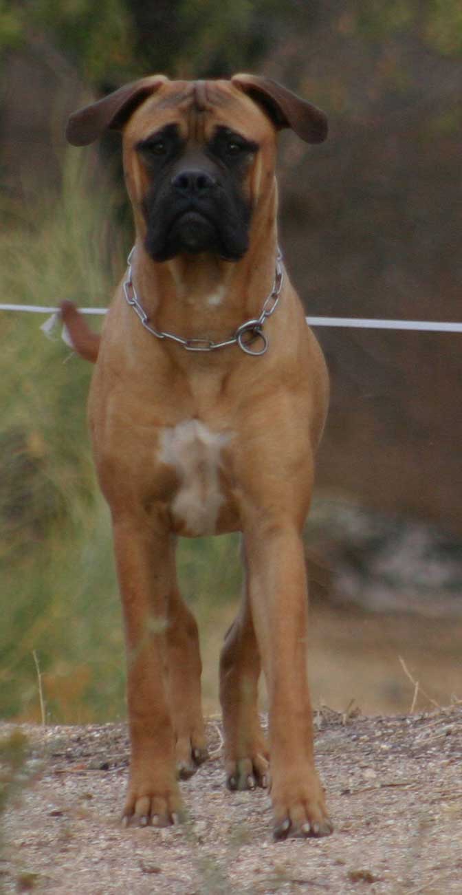 Adopciones Castro-Castalia Bullmastiff