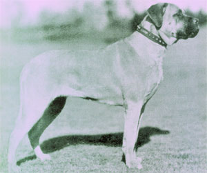 Как выглядели первые бульмастифы Bullmastiff_jeanettebrooklands