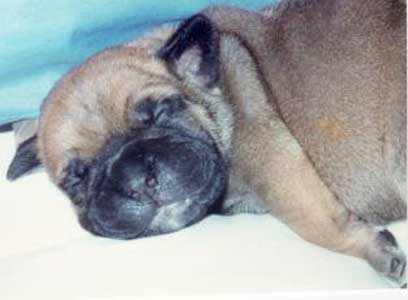 Castro-Castalia Bullmastiffs