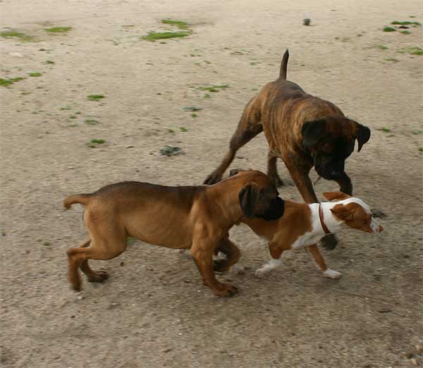 Castro-Castalia Bullmastiffs