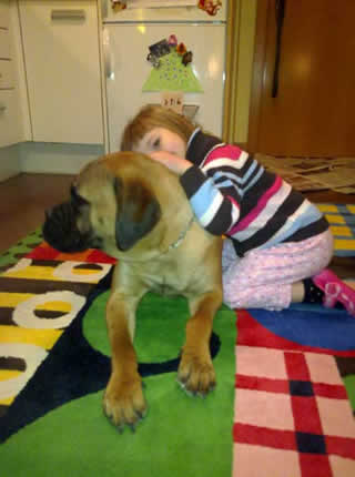 Castro-Castalia Bullmastiffs