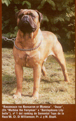 Castro-Castalia Bullmastiffs