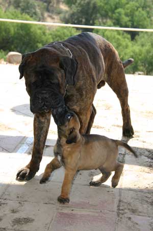 Manual del cachorro, Socializacion de un cachorro, Castro-Castalia Bullmastiffs