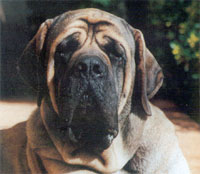 Castro-Castalia Bullmastiffs