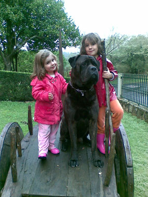 El amor, emocion clave, Castro-Castalia Bullmastiffs