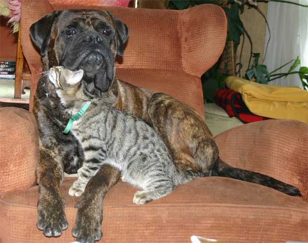 Growth of  Bullmastiff, Castro-Castalia Bullmastiffs