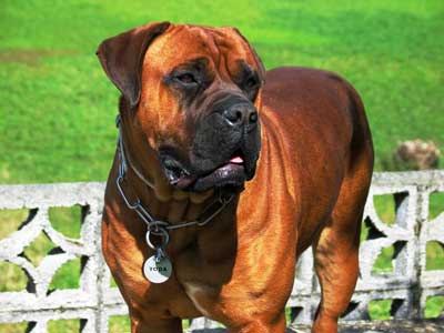 Castro-Castalia Bullmastiffs