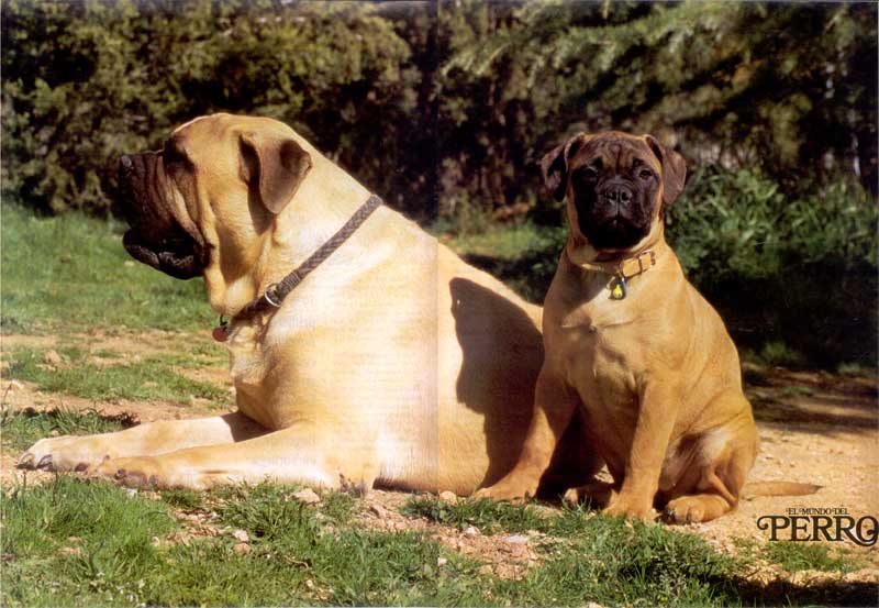 Articulos publicados por Christina de Lima-Netto, Castro-Castalia Bullmastiffs