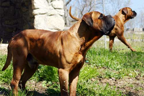 Pedigree Nabucco de Castro-Castalia