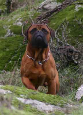 Castro-Castalia Bullmastiffs