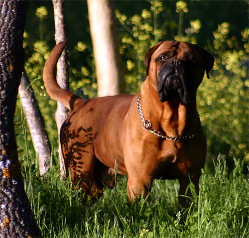 My Idea of a Bullmastiff, Castro-Castalia Bullmastiffs