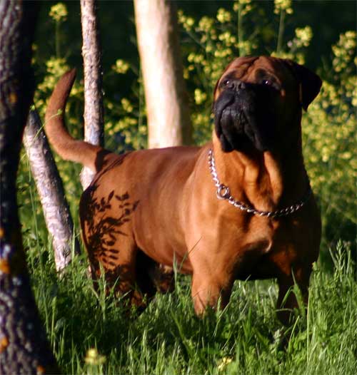 Castro-Castalia Bullmastiffs