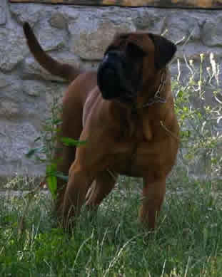 La Funcionalidad de un Bullmastiff, Castro-Castalia Bullmastiffs