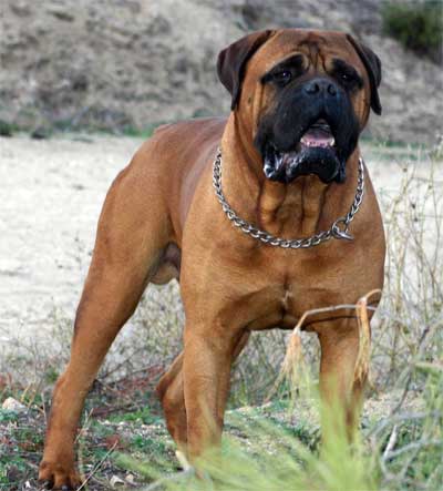 Castro-Castalia Bullmastiffs