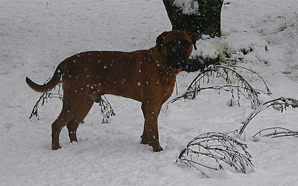 Pedigree Nabucco de Castro-Castalia