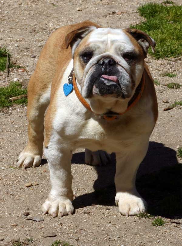 Tirar de la Correa, Castro-Castalia Bullmastiffs