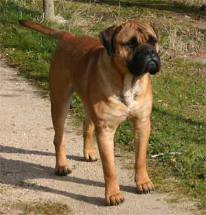 Standar of Bullmastiff, Castro-Castalia Bullmastiffs