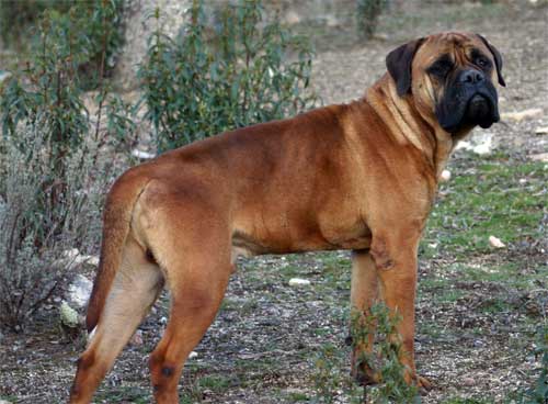 Castro-Castalia Bullmastiffs