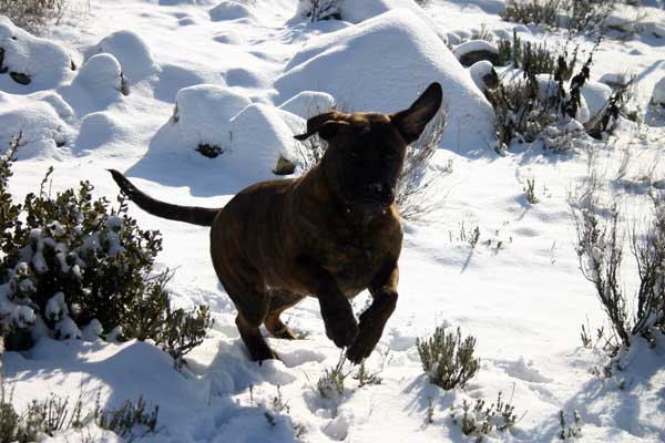 Castro-Castalia Bullmastiffs