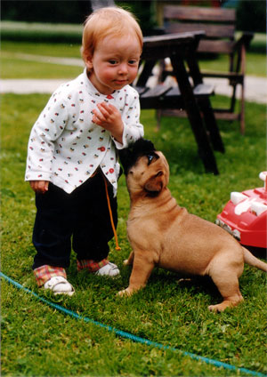 Castro-Castalia Bullmastiff