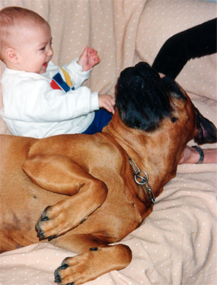 Socializacion, Castro-Castalia Bullmastiffs