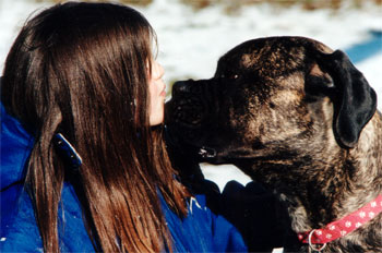 Castro-Castalia Bullmastiff