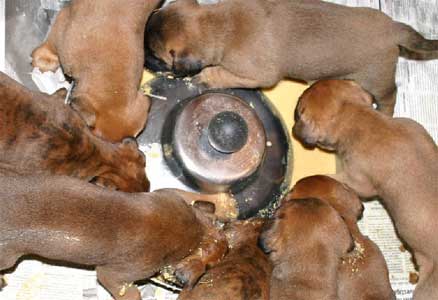 Cachorros, Castro-Castalia