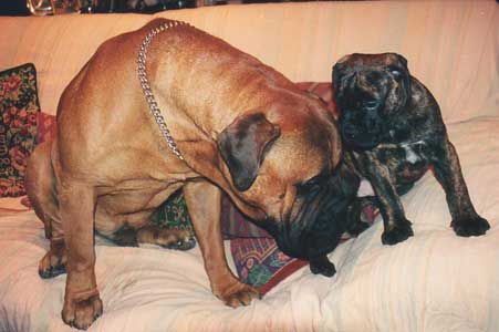 El arte de criar perros de raza, Endogamia, Castro-Castalia Bullmastiffs