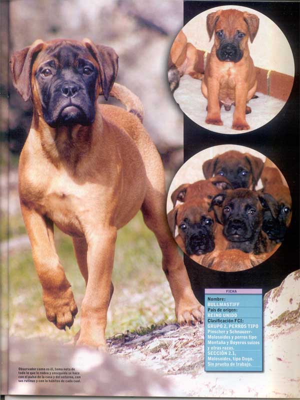 Articulos publicados por Christina de Lima-Netto, Castro-Castalia Bullmastiffs