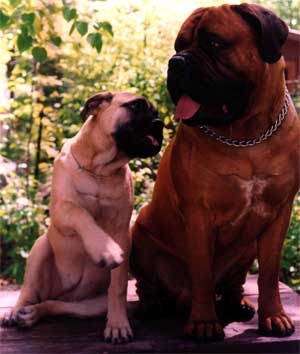 Xerxes y Oh-Oh de Castro-Castalia Bullmastiffs