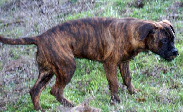 Castro-Castalia Bullmastiffs