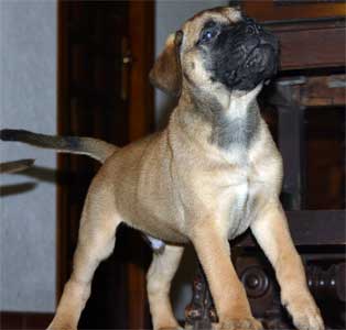 Piometra, Castro-Castalia Bullmastiffs