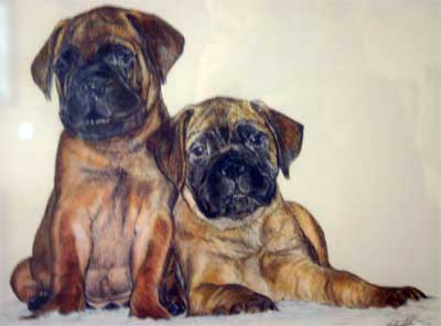 Castro-Castalia Bullmastiffs