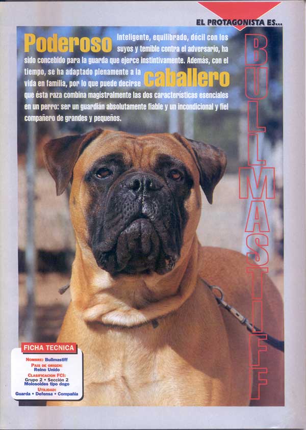 Bullmastiff, Poderoso Caballero