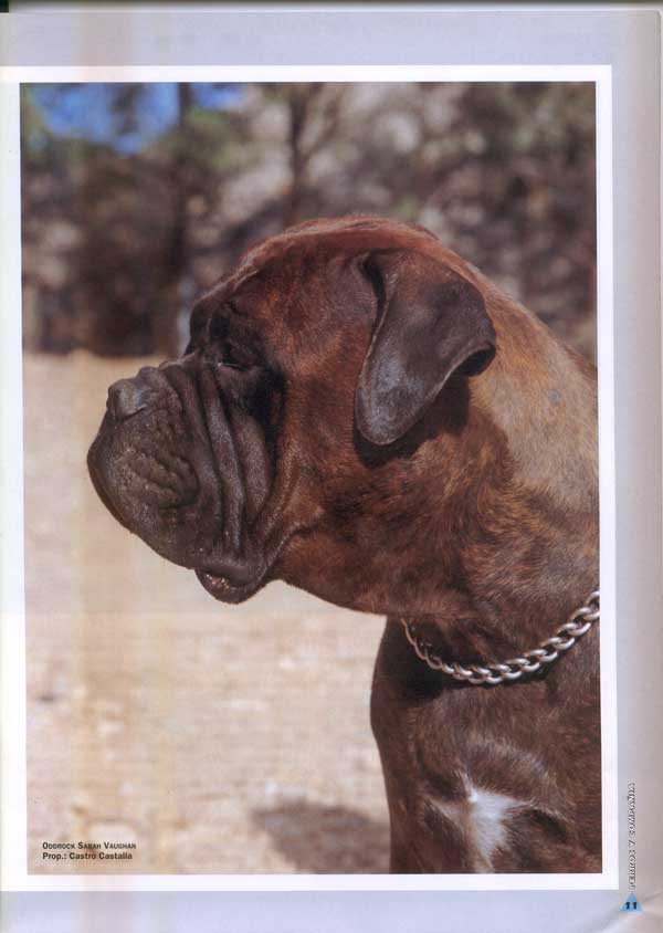 Bullmastiff, Poderoso Caballero