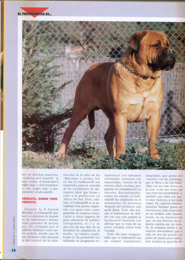 Bullmastiff, Poderoso Caballero