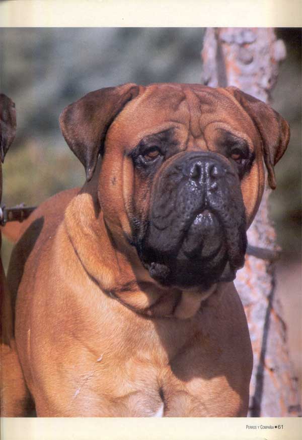 Mastiff y Bullmastiff, Dos Magnificos Gentleman