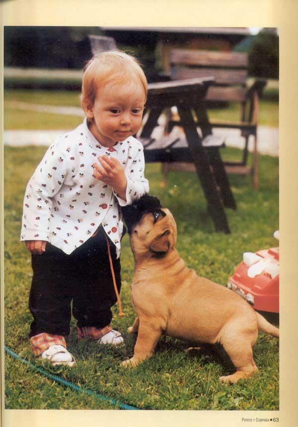 Mastiff y Bullmastiff, Dos Magnificos Gentleman