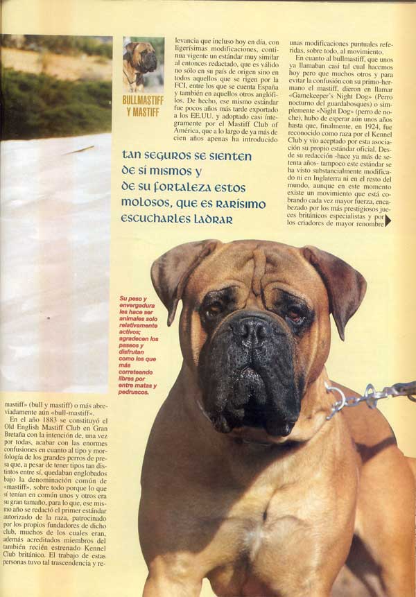 Mastiff y Bullmastiff, Dos Magnificos Gentleman