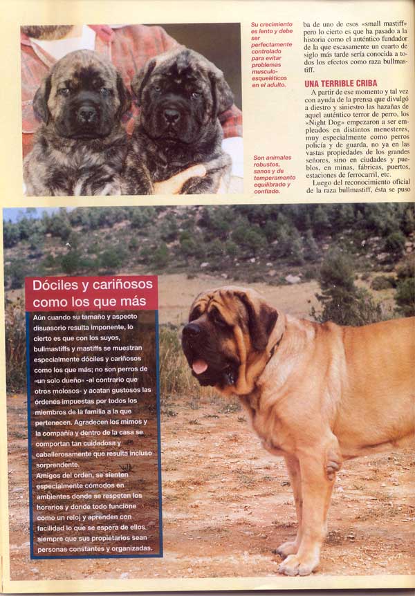 Mastiff y Bullmastiff, Dos Magnificos Gentleman