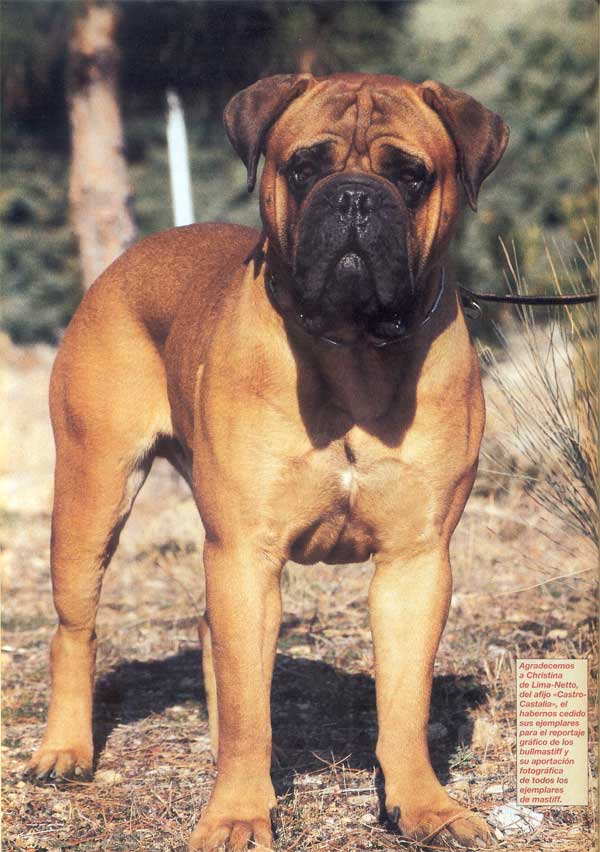 Mastiff y Bullmastiff, Dos Magnificos Gentleman