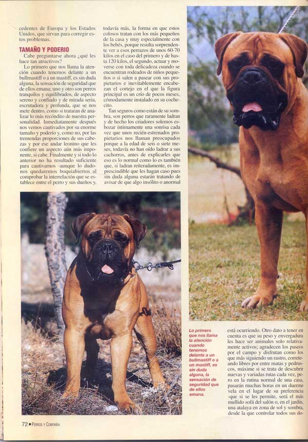 Mastiff y Bullmastiff, Dos Magnificos Gentleman